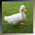 It's a duck!